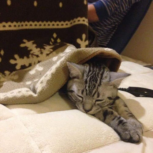 《失去暖桌的貓咪》落寞的神情也太可愛惹吧www 《失去暖桌的貓咪》落寞的神情也太可愛惹吧www