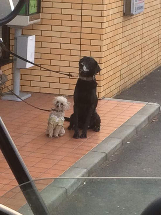 《等主人的狗狗們》主人你們哪時候會出來呢?(搖尾巴) 《等主人的狗狗們》主人你們哪時候會出來呢?(搖尾巴)