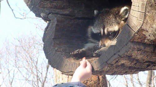 《動物吃貨》能吃就是福~(叼著跑走) 《動物吃貨》能吃就是福~(叼著跑走)
