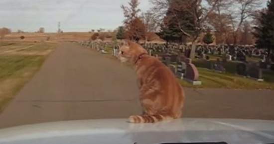 《愛看風景的貓》在車上360度觀賞風景的喵星人 《愛看風景的貓》在車上360度觀賞風景的喵星人