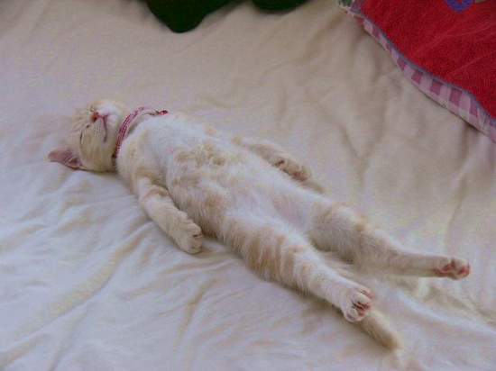 《裝睡貓》被發現做錯事先睡就對了（秒睡）