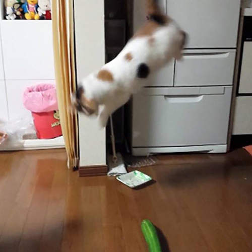 《貓咪害怕小黃瓜的理由》會被嚇到跳起來原來只是因為...... 《貓咪害怕小黃瓜的理由》會被嚇到跳起來原來只是因為......