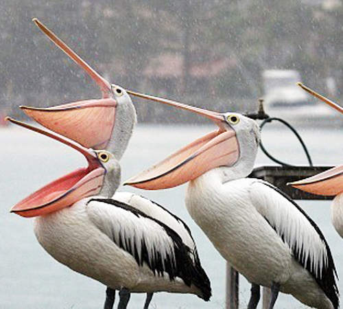 科學教室《下大雨鳥都去哪裡》也有這種呆呆愛淋雨的 科學教室《下大雨鳥都去哪裡》也有這種呆呆愛淋雨的