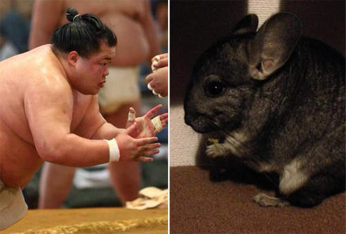 推特流行《類似構圖遊戲》原來相撲力士跟毛絲鼠如此接近www