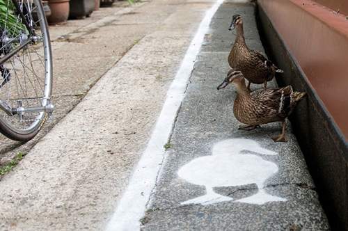 鴨鴨專屬《鴨行道》不是鴨鴨不能通過唷(誤) 鴨鴨專屬《鴨行道》不是鴨鴨不能通過唷(誤)