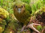 紐西蘭最蠢可愛《鴞鸚鵡》也因此是數量不高出150隻的瀕臨絕蒔植物...