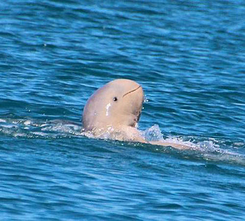 《極罕見瀕危微笑海豚》12年才被目擊2次的超萌頑皮行為是？