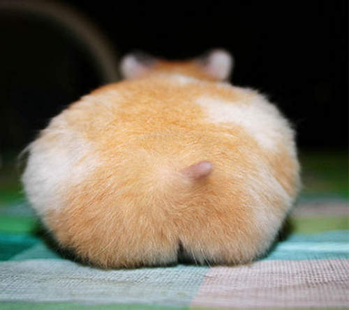 《萌萌倉鼠照TOP10排行榜》網友票選的口味果然很特別(噗) 《萌萌倉鼠照TOP10排行榜》網友票選的口味果然很特別(噗)