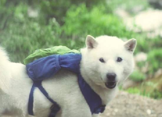 Softbank《白戶家廣告》向au的桃太郎廣告下戰帖？