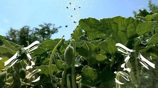 《生物地雷噴瓜》日本鄉民忍不住驚嘆的大暴射www