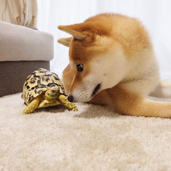 太犯規《柴犬與烏龜》的組合怎麼這麼萌啊(〃∀〃) 太犯規《柴犬與烏龜》的組合怎麼這麼萌啊(〃∀〃)