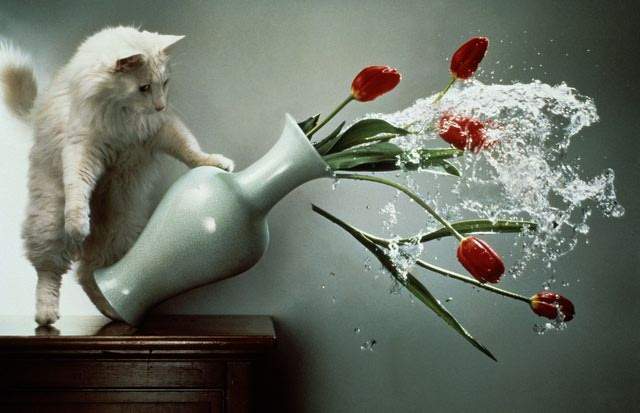 貓咪為何總是把東西撥到地上？就讓專家來告訴你～