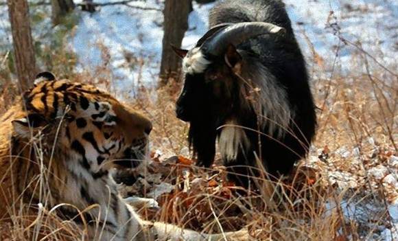 《老虎與黑山羊的友情》本來是要給你當午餐的說... 《老虎與黑山羊的友情》本來是要給你當午餐的說...