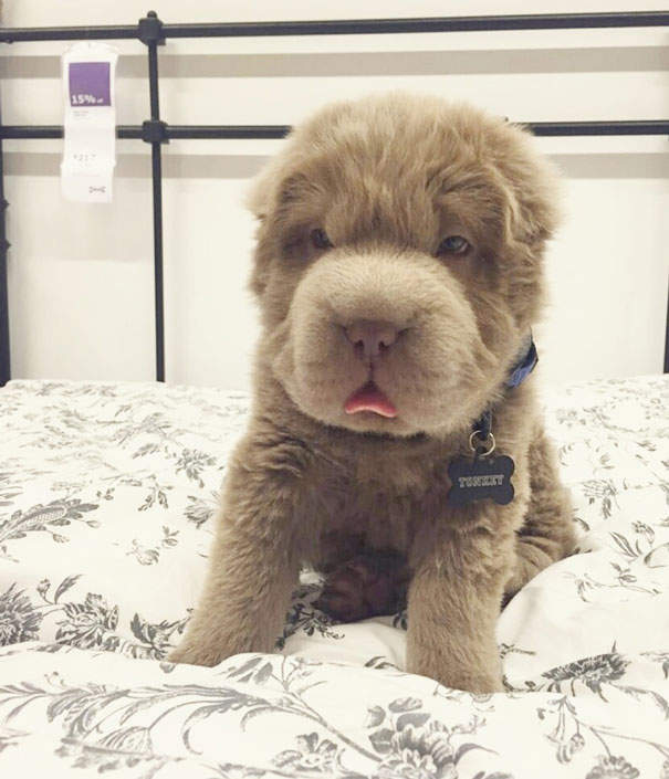 《像玩具熊的狗狗》熊熊?狗狗?傻傻分不清楚啦~ 《像玩具熊的狗狗》熊熊?狗狗?傻傻分不清楚啦~