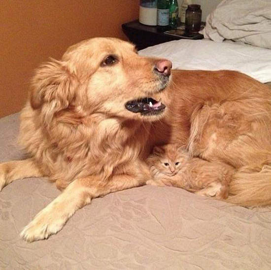 《貓咪隱身術》身上的花色就是最好的偽裝啦=θωθ=