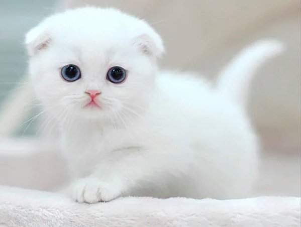 《養貓咪救自己一命》覺得活著沒目標？跟著一起養貓吧……