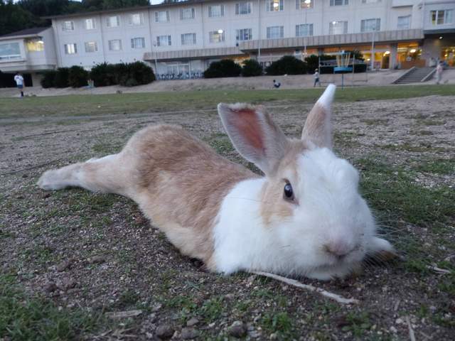 日本網友的《兔子島遊記》跟著他的腳步攻略大久野島