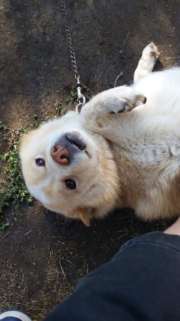 《受困雪中的柴犬》為什麼有家你卻偏不回？