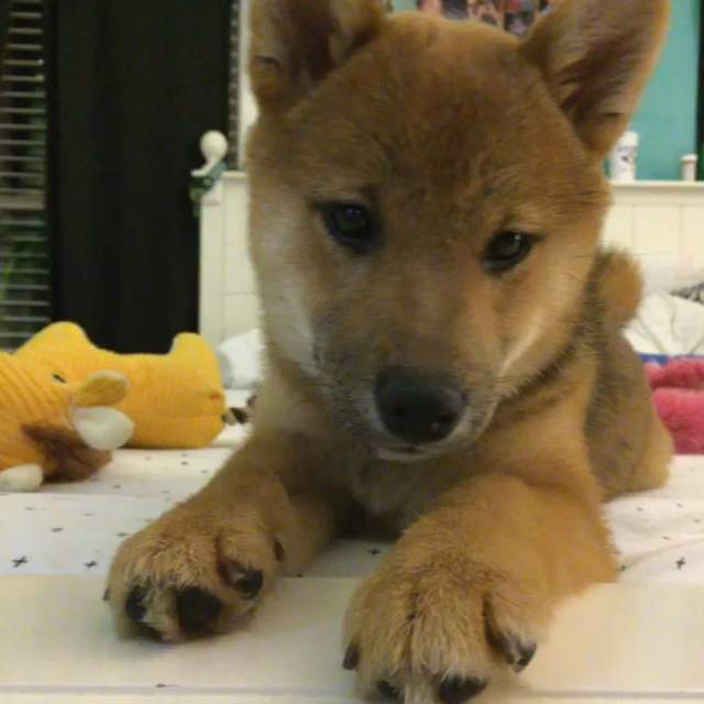 《當小柴犬遇上機器貓》這是什麼生物(・`ω´・)汪汪 《當小柴犬遇上機器貓》這是什麼生物(・`ω´・)汪汪