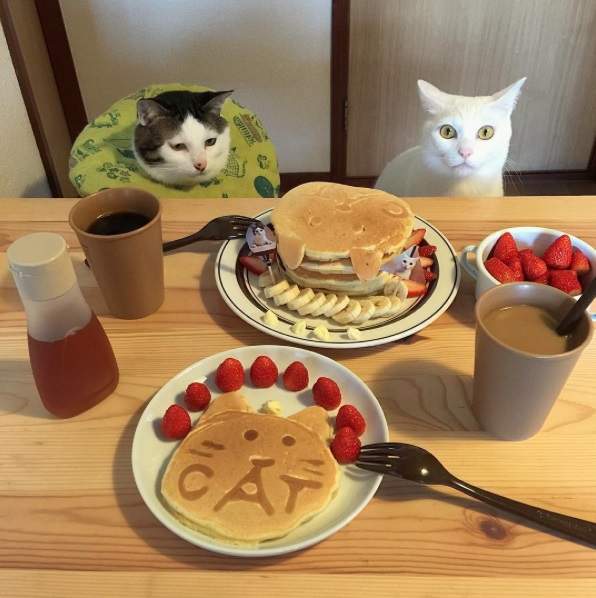 《餐桌上的貓》趴兔 開始玩起變裝拉