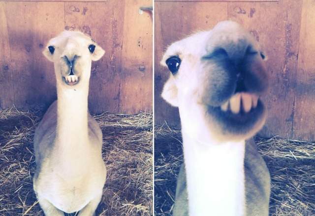 微笑草尼馬「尤達」 願微笑與你同在