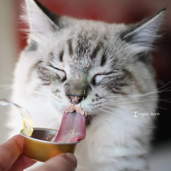 《长舌猫Thori.(图片11/18P)的表情包生日大全期待图片图片