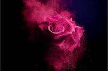絕對完美唇膏 升級版 全新訂製玫瑰色系 玫瑰躍上雙唇 魅力就此綻放