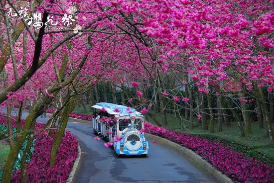 2015九族櫻花祭驚豔你的2月天 年前出遊賞花享優惠避車潮