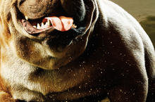 《異人族》主角威能揭秘黑蝠王靠「嘴炮」轟動地表! IMAX限定版9/1登場  狗比人紅! 2000磅瞬間移動鎖齒犬反差萌迷倒全球