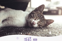 養了就是一輩子 讓世上不再有流浪動物  攜手台灣腎貓協會推出「線上公益電影院」《我是一隻貓》  用街貓視角敘說真實街貓故事 呼籲伴侶動物終養態度