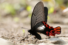響應世界地球日 綠色企業Canon重視生態保育 舉辦蝴蝶生態攝影展 大型阿生展出珍稀蝴蝶照片