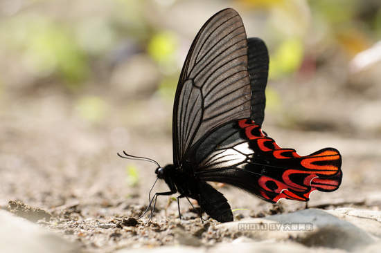 響應世界地球日 綠色企業Canon重視生態保育 舉辦蝴蝶生態攝影展 大型阿生展出珍稀蝴蝶照片