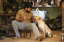 印度新銳導演挑戰高難度「真犬」拍攝 鬼才拉不拉多「拆家」演技獲肯定