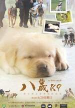 八歲