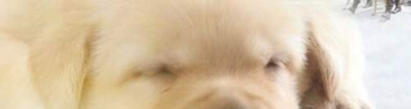 八歲