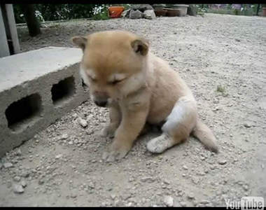 2010日本雅虎〝動物影片〞網友票選10大影片 2010日本雅虎〝動物影片〞網友票選10大影片