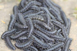 驚!里約熱內盧發現Ouroboros病毒...(誤) 驚!里約熱內盧發現Ouroboros病毒...(誤)