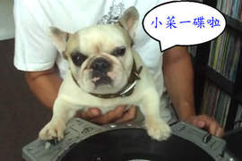 《DJ狗狗》奇狗奇事 鬥牛犬也能當DJ~ 《DJ狗狗》奇狗奇事 鬥牛犬也能當DJ~