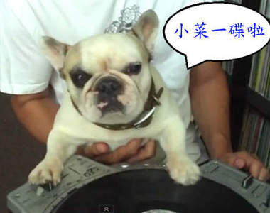 《DJ狗狗》奇狗奇事 鬥牛犬也能當DJ~ 《DJ狗狗》奇狗奇事 鬥牛犬也能當DJ~