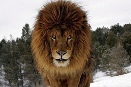 用生命在拍照的猛獸攝影師~ 用生命在拍照的猛獸攝影師~
