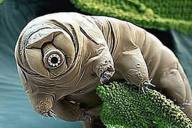 外星生物?"水熊蟲" 生命力超強 外星生物?"水熊蟲" 生命力超強