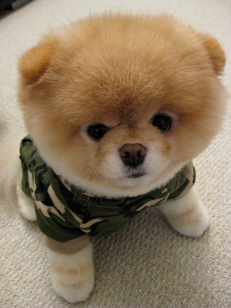 台湾最可爱博美犬 - 萌宠世界 - zeze!啧啧