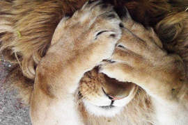 動物也會羞羞臉 嗯~討厭=艸=(遮) 動物也會羞羞臉 嗯~討厭=艸=(遮)