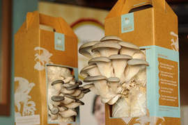 「Mushroom Kit」這才叫本格的自己種香菇! 「Mushroom Kit」這才叫本格的自己種香菇!