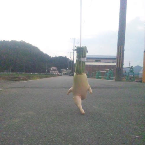 《大根逃走中》還真的是長腳跑掉了呢wwwww 《大根逃走中》還真的是長腳跑掉了呢wwwww