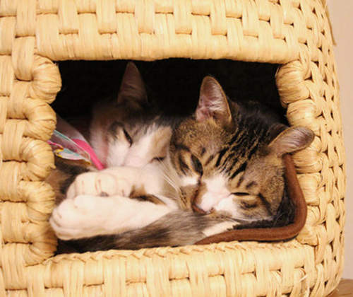 日本人氣《稻草貓屋》預購要等1年才到貨！？