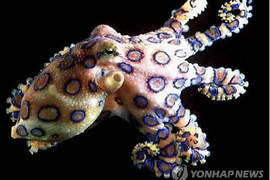 劇毒《藍環章魚》竟然出現在濟州島 難道牠也要去找少女時代?(誤) 劇毒《藍環章魚》竟然出現在濟州島 難道牠也要去找少女時代?(誤)
