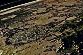 Life on Mars!火星上發現建築物…? Life on Mars!火星上發現建築物…?
