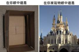 你所看到的...不一定就是動物所看到的 你所看到的...不一定就是動物所看到的