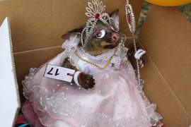《袋貂COSPLAY大賽》這是什麼巫術?! 《袋貂COSPLAY大賽》這是什麼巫術?!